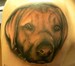 Tattoos - black and grey dog portrait - 48449